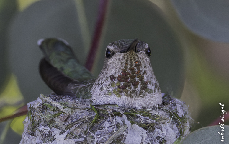 emily renzel wetlands 2026